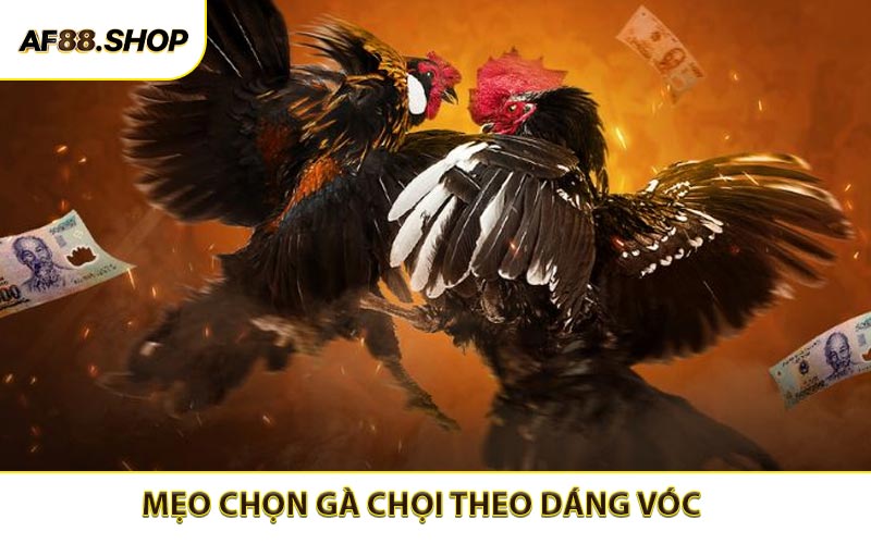 Mẹo chọn gà chọi theo dáng vóc cùng phản xạ thực chiến