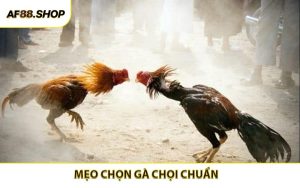Mẹo Chọn Gà Chọi Chuẩn - Tăng Lợi Thế Khi Cá Cược Tại AF88
