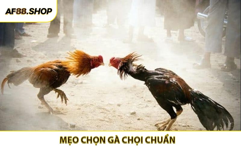 Mẹo Chọn Gà Chọi Chuẩn - Tăng Lợi Thế Khi Cá Cược Tại AF88