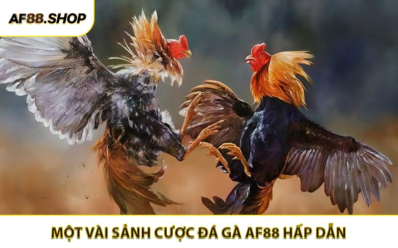 Một vài sảnh cá cược đá gà AF88 rất hấp dẫn